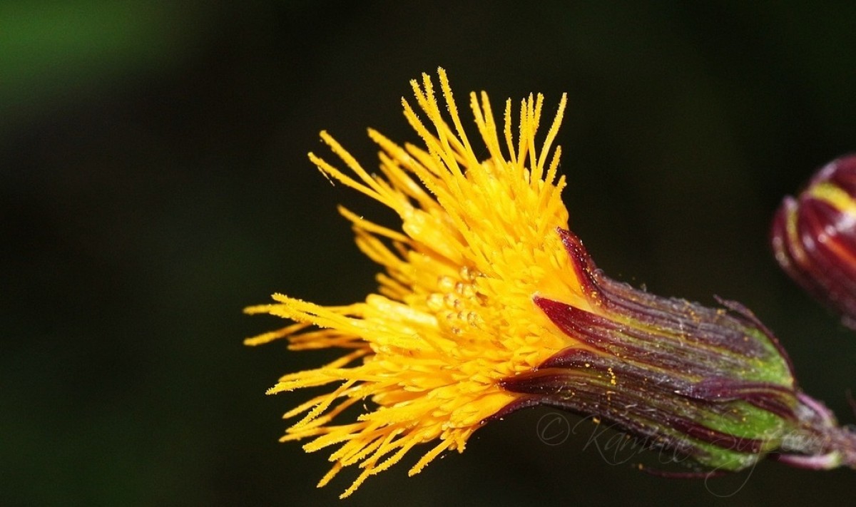 Gynura lycopersicifolia DC.